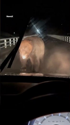 Terrifying moment rampaging bear charges car in Japan