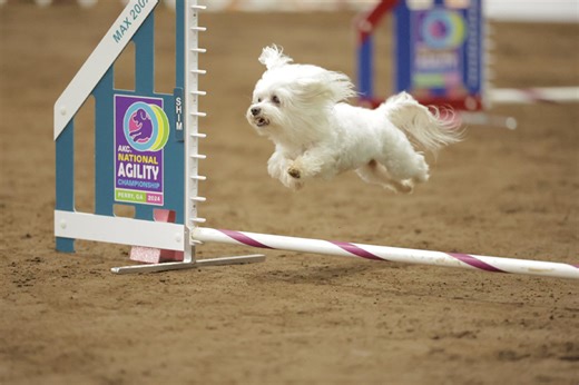 At 16, Maltese 'Luc' is the Oldest Dog at the AKC Agility Invitational