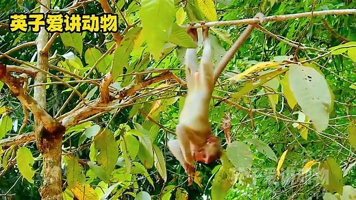 猴子爬树本领高超，在枝叶间玩耍跳跃，一刻也不耽误吃饱和耍帅
