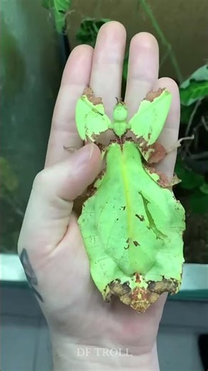 Amazing Animal Transformation