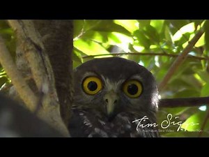 Barking Owl Clip 2/3 HD VIDEO Australian Bird Media