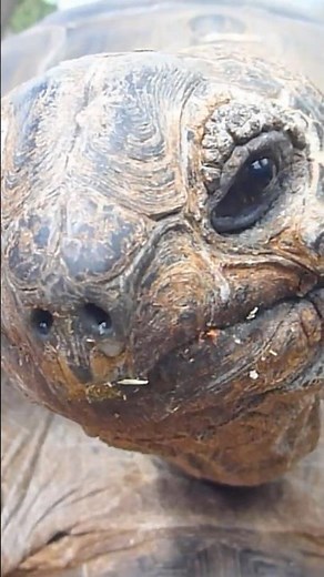 Meet Jonathan: The World's Oldest Living Land Animal at 193 Years Old! #tortoise #oldest #wildlife