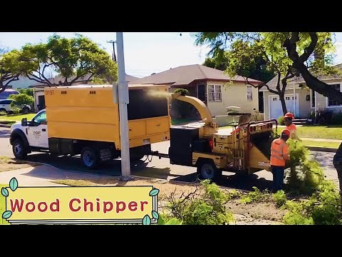 Tree Surgeon (Tree Trimming) ｜COMPLETE PROCESS｜Bucket Truck｜Wood Chipper｜Leaf Blower
