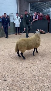 5.3K views · 190 reactions | £16,000 Blackhouse to Auldhouseburn, Nunnerie, Allanfauld & Glenrath | Blackface Sheep Breeders' Association | Facebook