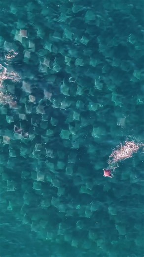 Volando bajo el agua. #mantarrayas #mantaray #ocean #oceantok #vidamarina