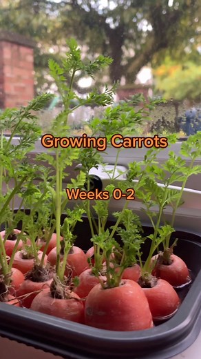 Growing Carrots from Carrot Tops: A Beginner's Guide