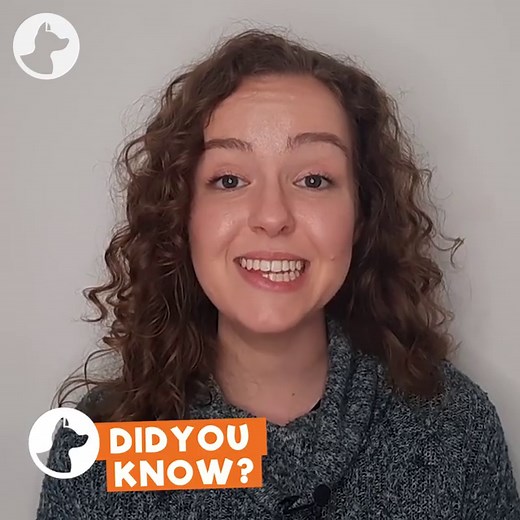 8.4M views · 566K reactions | Picasso was dumped at the shelter because of his deformity, but now he lives a full and wonderful life with his forever owner Liesl  | Go Fetch | Facebook