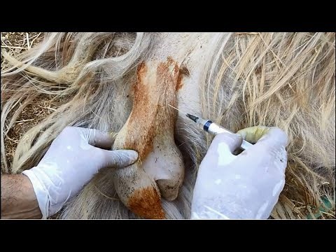 Anesthesia for buck\\billys castration 🐐🦙 Anestesia castração cabro 🐐🦙 Anestesia castración cabras