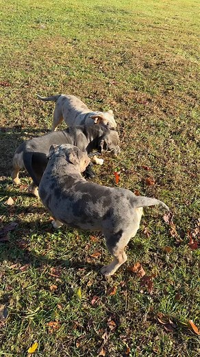 ABKC Standard American Bullies #americanbully #americanbullies #abkc #standardbully #bullypit #wgmkennels | Derek Hatfield