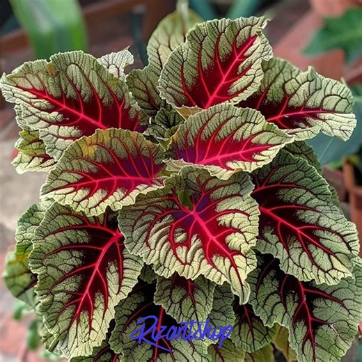 25  Dragon Blood Coleus Seeds – Colorful Shade Plant – Rare Ornamental Foliage for Garden or Pots - Etsy