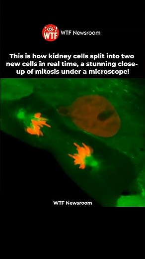 This Is How Kidney Cells Divide - Real TimeMitosis🤯