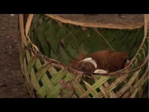Restoring paradise after the 2009 tsunami in Samoa