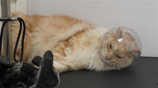 720K views · 13K reactions | I Failed to Groom This Aggressive Maine Coon Cat  | Girl With The Dogs | Facebook