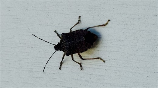 Stinky times: What's leading to increased stink bug activity in New York