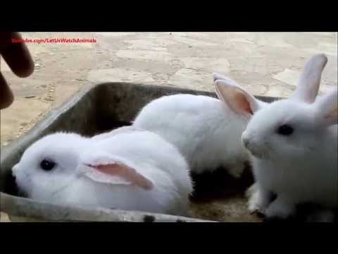 Very cute white baby rabbits