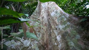 View of a huge tree trunk inside a thick tropical forest. Slide shot from bottom to top.