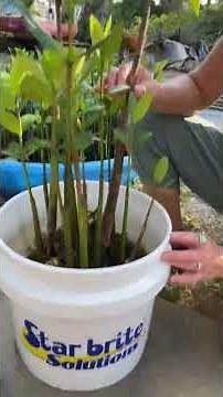 Growing red mangroves, Rhizophora mangle to help with river restoration.