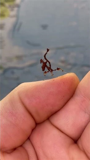 The Peruvian Dragon Mantis: Nature’s Miniature Masterpiece