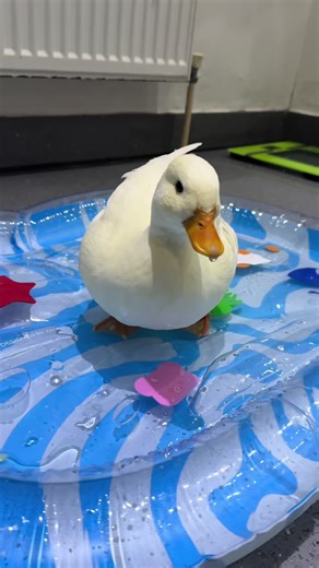 My Ducks' New Favorite Play Mat