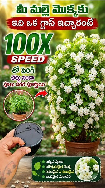 Best fertilizer for flowering plants #viralvideo #trending #jasmine