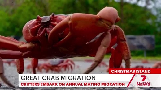 Christmas Island's incredible crab migration