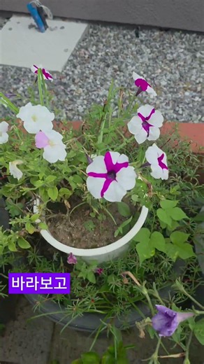 작은 꽃잎 하나가 흔들리는 순간 ,멈춰 있던 마음까지 조용히 움직였습니다.--**