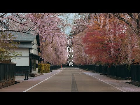 角館の桜と武家屋敷通り : Kakunodate Cherry Blossom and Samurai Residences（Akita, Japan）