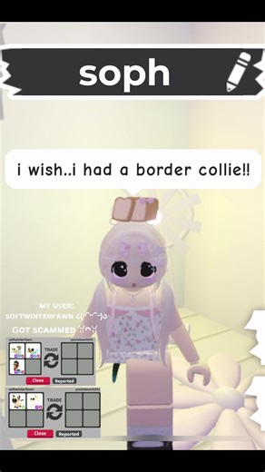 Adopt a Mega Border Collie Today!