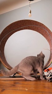 Keep Your Kitty Fit: Build a Fun Exercise Wheel for Your Cat! 🐱💪 #CatFitness #DIYPetProjects #ActivePets | 5-Minute Crafts SHORTS