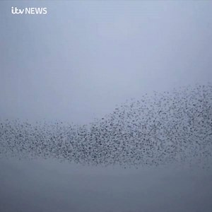 9.3K views · 106 reactions | A spectacular starling murmuration is expected at Nottingham's Attenborough Nature Reserve today. Join us live on Facebook at around 3.50pm to watch the phenomenon live. Find out more about murmurations: https://bit.ly/2VoLQuj | ITV Central | Facebook