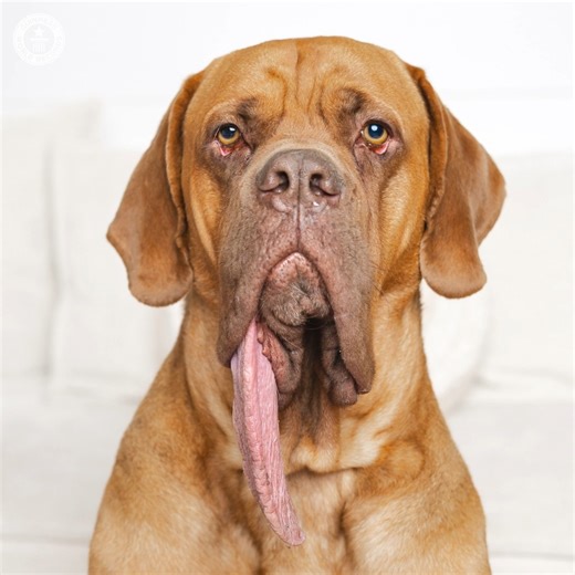 Ozzy's tongue is 19.89cm long 😮 | Guinness World Records