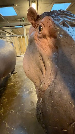 Brian on Instagram: "The rare and elusive blood sweat👏 A special two component red antibacterial fluid hippos secrete, to protect their skin against the sun, and avoid inflamation in small wounds and scratches, often inflicted from fights in a hippo bloat. Because of it’s red color and the way it comes out in beads, it was long thought they could sweat blood😱 I guess with their poor reputation, why not this too😄 Then again it also sparked the idea that the females milk for their calves is pin