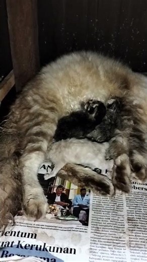 Kucing Anggora Melahirkan #cat #kitten #kucing #kucinglucu #cats #catsvideo #catslovers