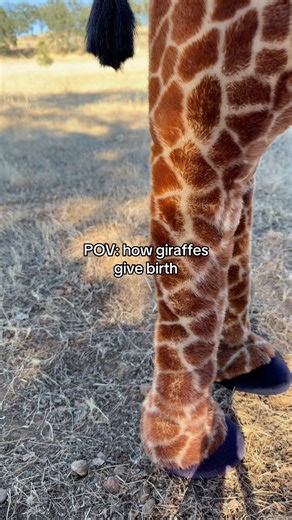 POV: How Giraffes give birth