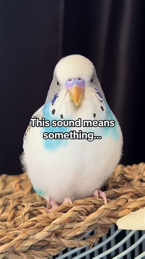 Budgie Beak Grinding: Signs of Calm and Health