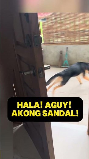 Hala! Aguy! Akoang Sandal! [Caught in 4K] #LawMadeEasyBreaktime #funny #pets #doglover