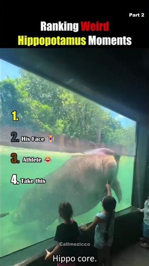 Ranking weird hippopotamus moments 😱
