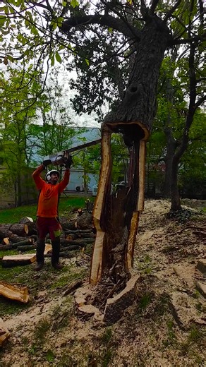 Master Logger Demonstrates Impressive Chainsaw Skills