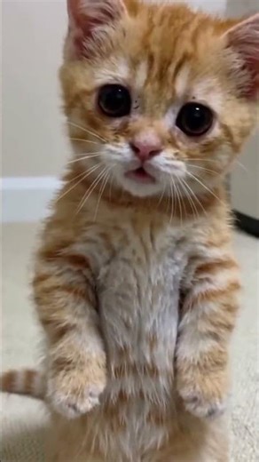 cute cat singing rainbow