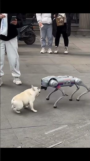 How AI says hi to dogs, and how dogs react to AI #dogtranslator #traini