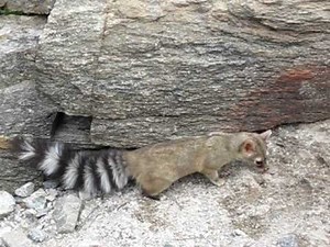 Ringtail Cat in AZ - Best Footage