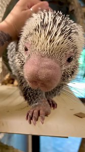 How to pet a porcupine take 2. | Cincinnati Zoo & Botanical Garden