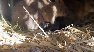 5.7K views · 452 reactions | Our Australian mammal keepers are excited to announce the arrival of a beautiful BABY QUOKKA, this is a first for us at Hunter valley zoo 殺 so as you can imagine we are all very excited ‼️ Baby is still a little bit shy and hiding in mums pouch, but thankfully one of our keepers caught a sneak peak of it today and we just had to share ❤️❤️ | Hunter Valley Wildlife Park | Facebook