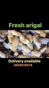 Fresh Arigal arrived now | Lokal Organic