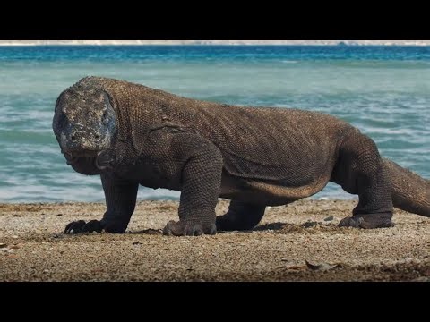 KOMODO DRAGON | The Ultimate Ambush Predator | 4K