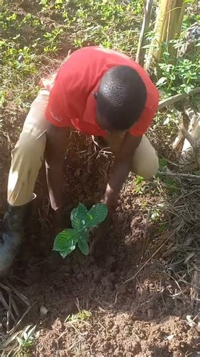 The Process of Planting and Caring Coffee Seedling