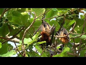 Island Flying Foxes sex, Malaysia. 20201102_081940.uhd