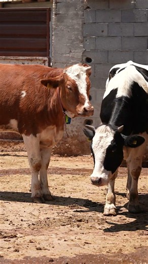 Use Quality Feed, Don't Inseminate Your Cows 9 Times!