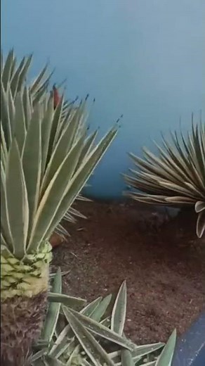 how to prune the AGAVEA plant