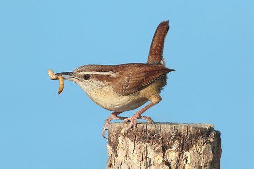 What Do Wrens Eat and How to Attract Them